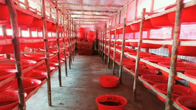 'ব্ল্যাক সোলজার ফ্লাই' চাষের খামার