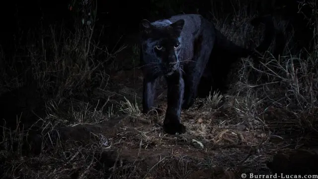 Black leopard wey dem capture for di wild