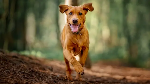 நாய்கள் - ஆனந்த கண்ணீர்