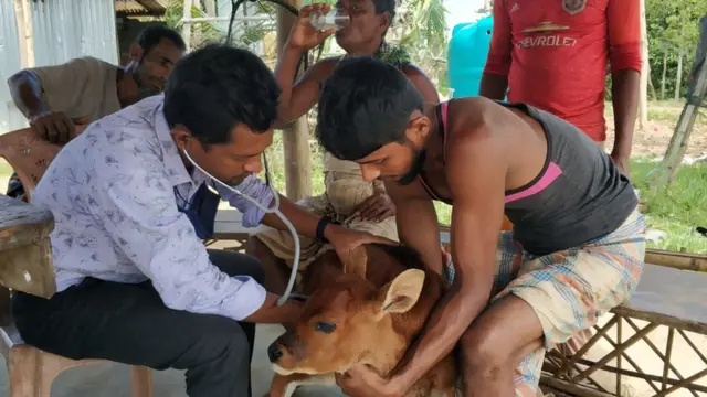 সুখ বিলাস খামারে গয়ালের স্বাস্থ্য পরীক্ষা করছেন পশু চিকিৎসকরা