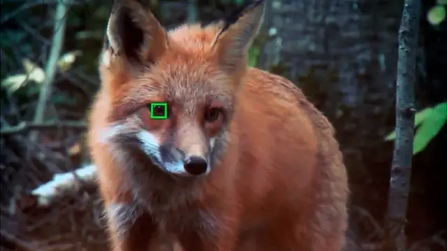 Sony의 자동 초점 모드는 현재 사람에게만 제한적으로 적용된다