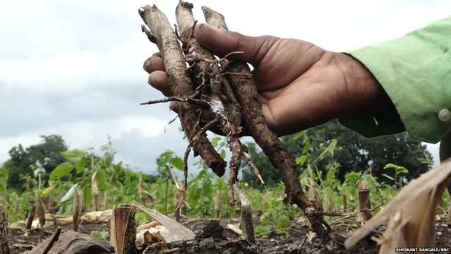 गेल्या वर्षीचे कपाशीची मूळं तशीच ठेवून गणेश यांनी यंदा शेतात मक्याची लागवड केलीय.