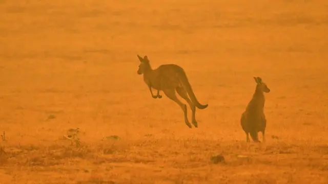 ஆஸ்திரேலிய காட்டுத்தீ: 50 கோடி விலங்குகள் உயிரிழந்ததா? உண்மை என்ன?