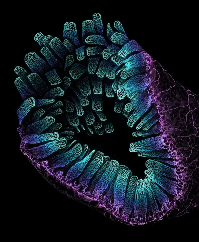 Blood vessels in a circular pattern glow from blue to purple