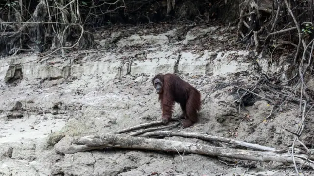 orang utan