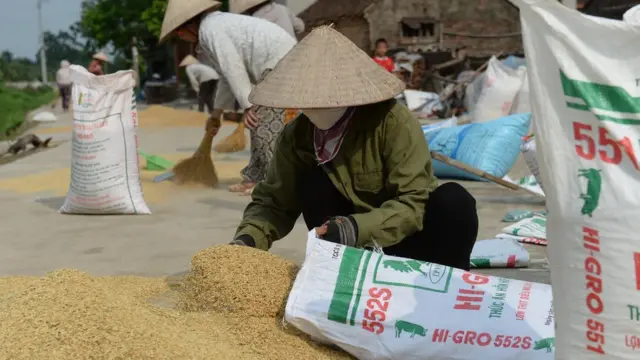 Nông dân thu hoạch lúa tại ngoại ô Hà Nội, 2016.