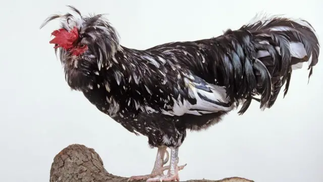 Houdan tavuğu