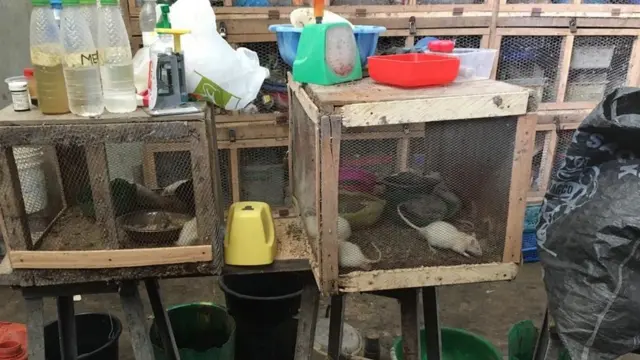 Animal house for University of Portharcourt