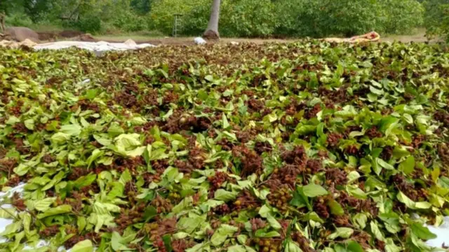 అనాటో మొక్క గింజలు