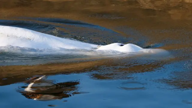 La ballena beluga fotografiada el sábado saliendo a tomar aire entre dos esclusas en el río Sena.