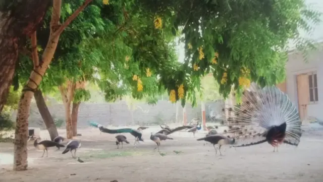 વન્ય સૃષ્ટિ