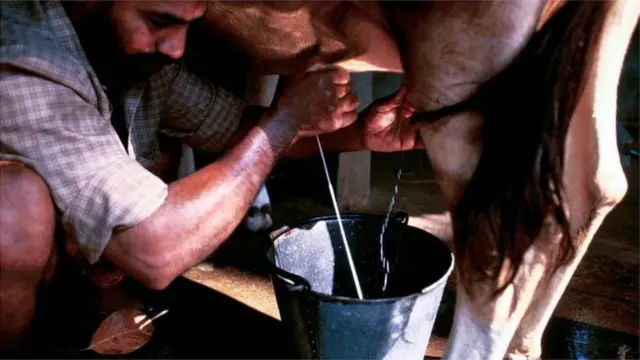 શું ઘટતી જઈ રહી છે પરંપરાગત રીતે પૌષ્ટિક મનાતા ગાયના દૂધની માગ?