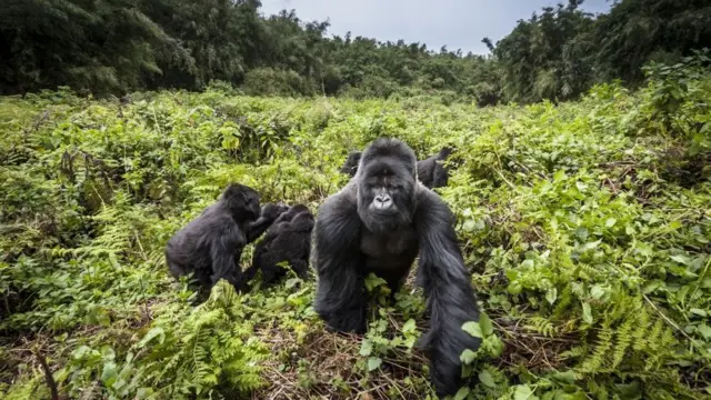 Mountain gorillas for Virunga