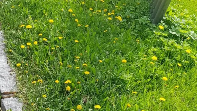 ናይ ኦስሎ ግልገለ መስቀል