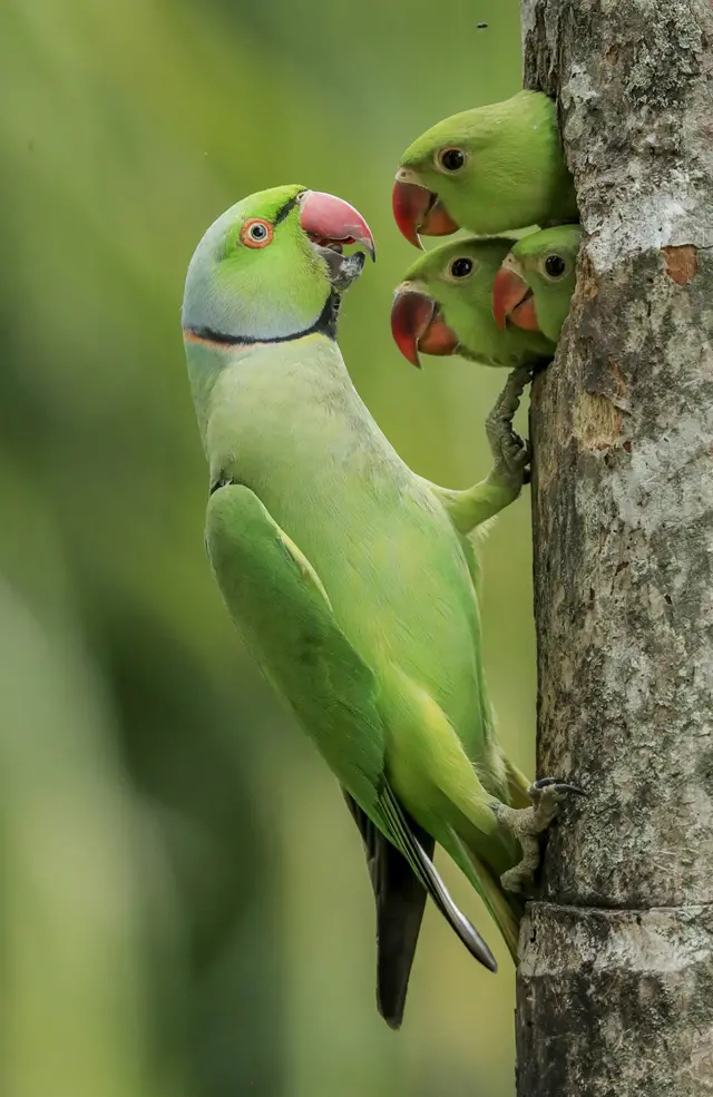 Três filhotesabrir conta betanoperiquito-de colar põem a cabeça para fora do buraco do ninho quando o pai retorna com comida