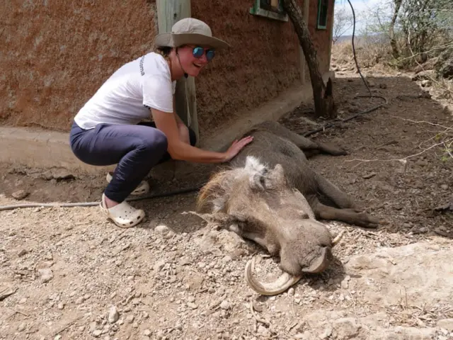 Бородавочник