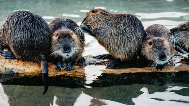 பீவர் உயிரினம்