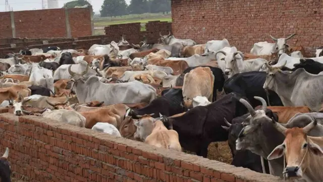 गोशालाओं में दम तोड़ रही गायों पर सख़्त हुए योगी