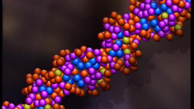 Modelogalera bet gavioescadeiagalera bet gavioesDNA humano