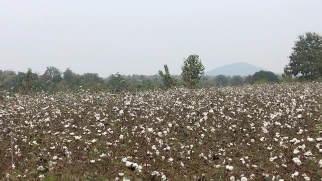 పోడు సాగులో పత్తి పంట