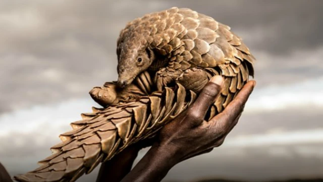 Pangolin