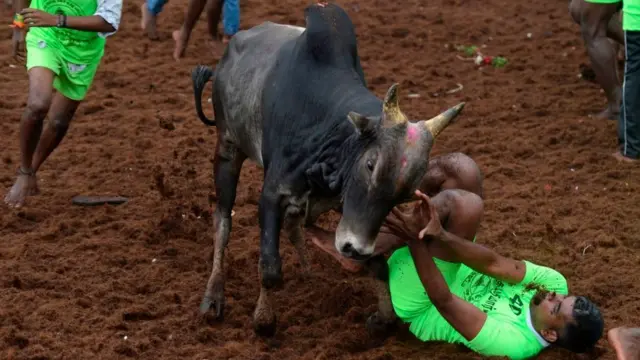 ஜல்லிக்கட்டு