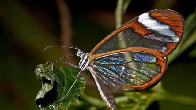 Скляний метелик