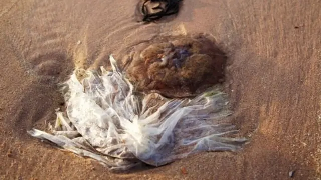 ถุงพลาสติกบนหาดทราย