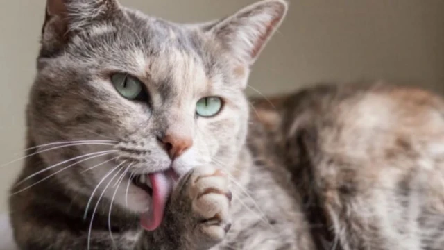 รูปแมวเลียอุ้งเท้า