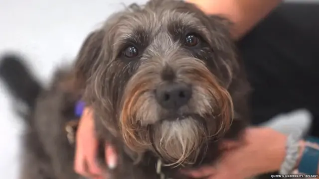 या संशोधनात सहभागी सूट नावाचा कुत्रा