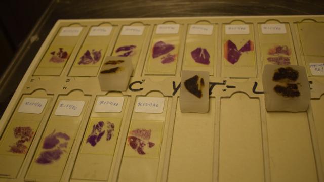 Amostrasbwin horariostecido