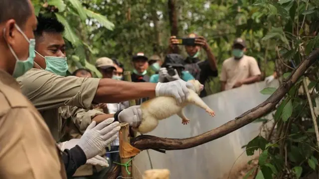 International Animal Rescue