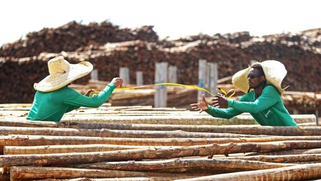 Cultivoceará e atlético paranaense palpiteeucaliptoceará e atlético paranaense palpiteindústriaceará e atlético paranaense palpiteceluloseceará e atlético paranaense palpiteMucuri