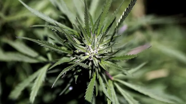 A picture shows a female cannabis plant