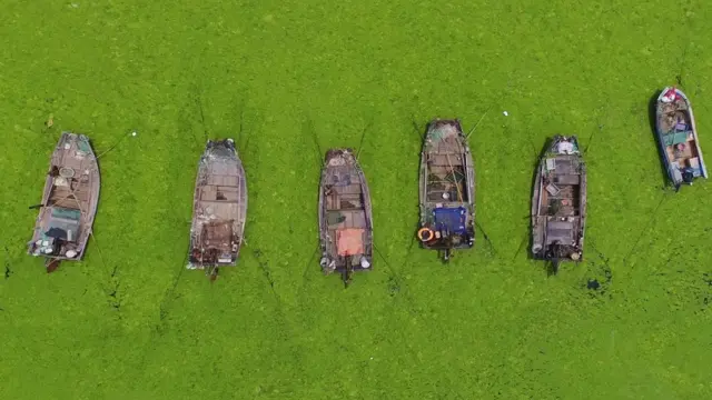 Si la croissance des algues pouvait être exploitée en toute sécurité, elle pourrait constituer une source de nourriture.