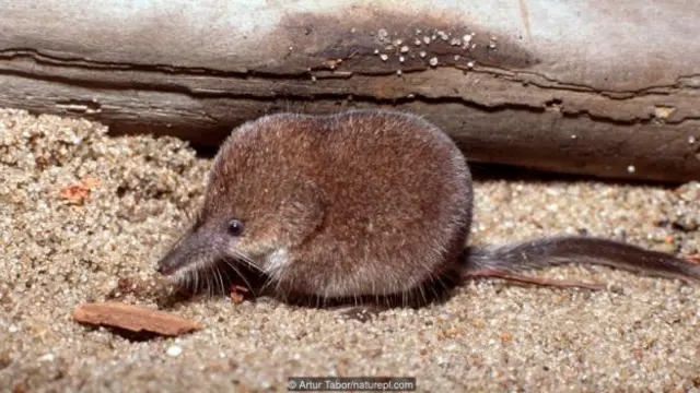 Karamar jabar dawa- A pygmy shrew (Sorex minutus)