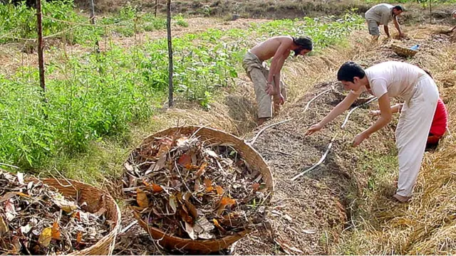 Cultivando en Auroville