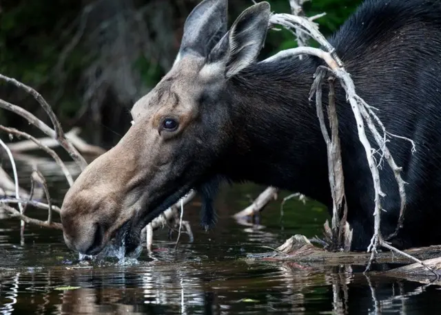 حيوان الموظ