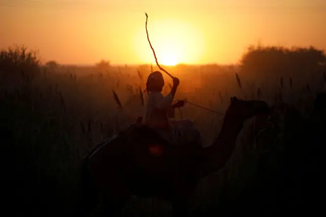 A man waves a whip at an animal with a sunset in the background