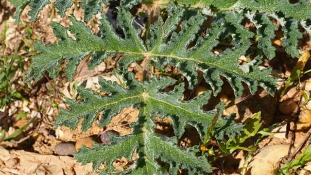 Листья этого растения и в самом деле напоминают морковку