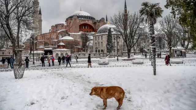 Aya Sofya muzeyinin önündə sahibsiz it