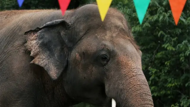 کاون، ہاتھی