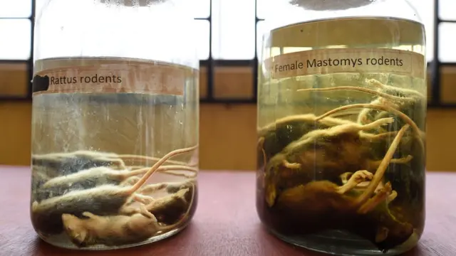 ਲਾਸਾ ਬੁਖਾਰ ਦੀ ਮੁੱਖ ਕਾਰਨ ਚੂਹੇ ਮੰਨੇ ਜਾਂਦੇ ਹਨ