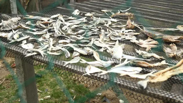 'කල්පිටියේ කරවල'