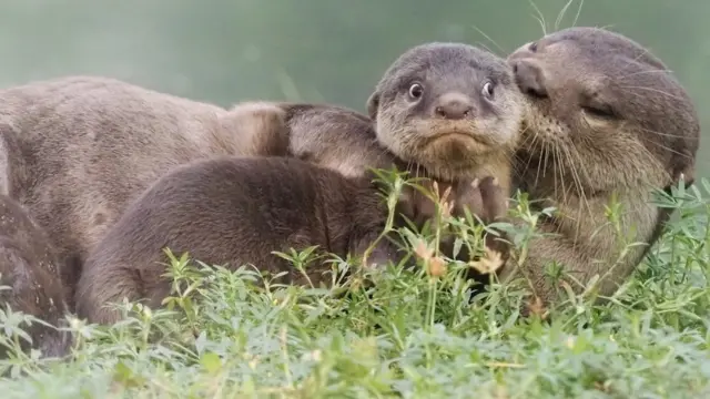 Una nutria joven que parece avergonzada mientras su padre la cuida