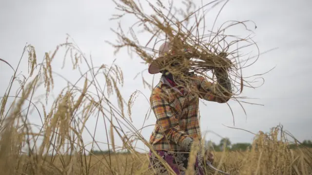 စပါးနိုင်ငံခြားပို့ဖို့ အစိုးရဘက်ကို တင်ပြပြီးထား