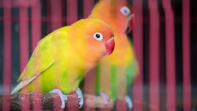 లవ్ బర్డ్స్