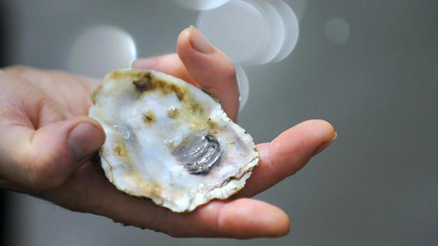年幼的牡蛎喜欢在其它牡蛎壳上安家、成长——就像图中这只一样。