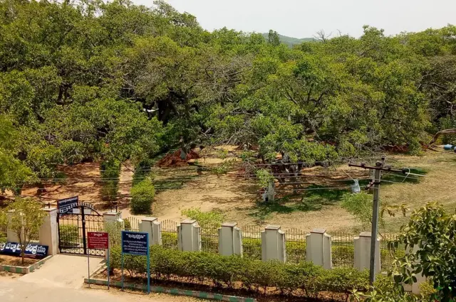 పిల్లలమర్రి