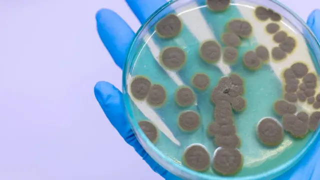 Penicilina en una placa petri.